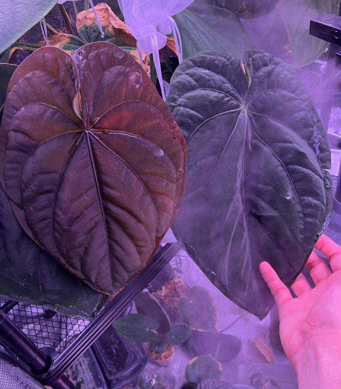 Anthurium RG Dressleri F2 Dark Clone x Antolakii Dark Star - Granthuriums