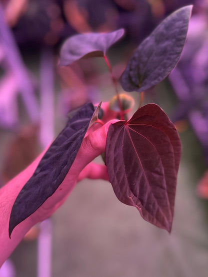 Anthurium RVDP x antolakii RA1—Exact Seedling - Granthuriums