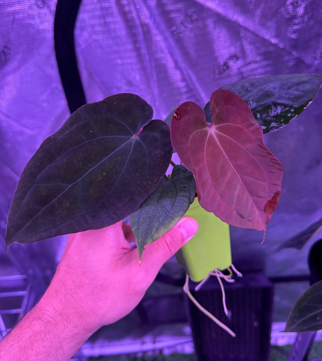 Anthurium RVDP x antolakii RA1–Exact Seedling - Granthuriums