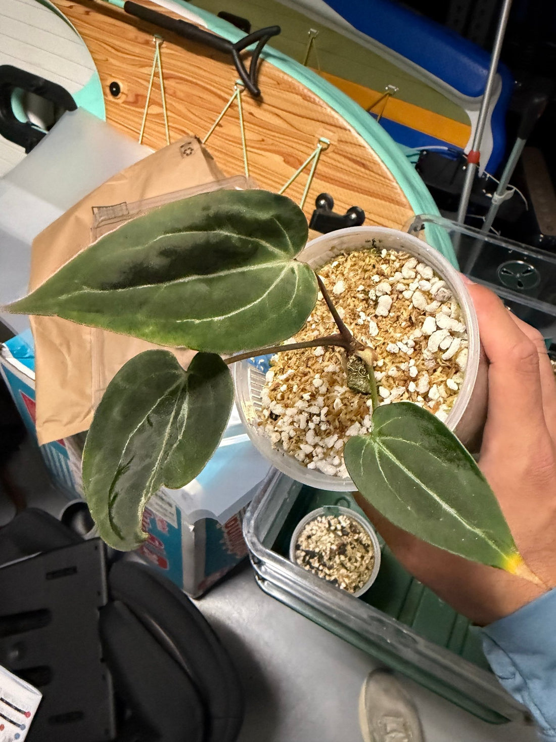 Anthurium Tim Anderson Stripey Clone—Stem Division - Granthuriums