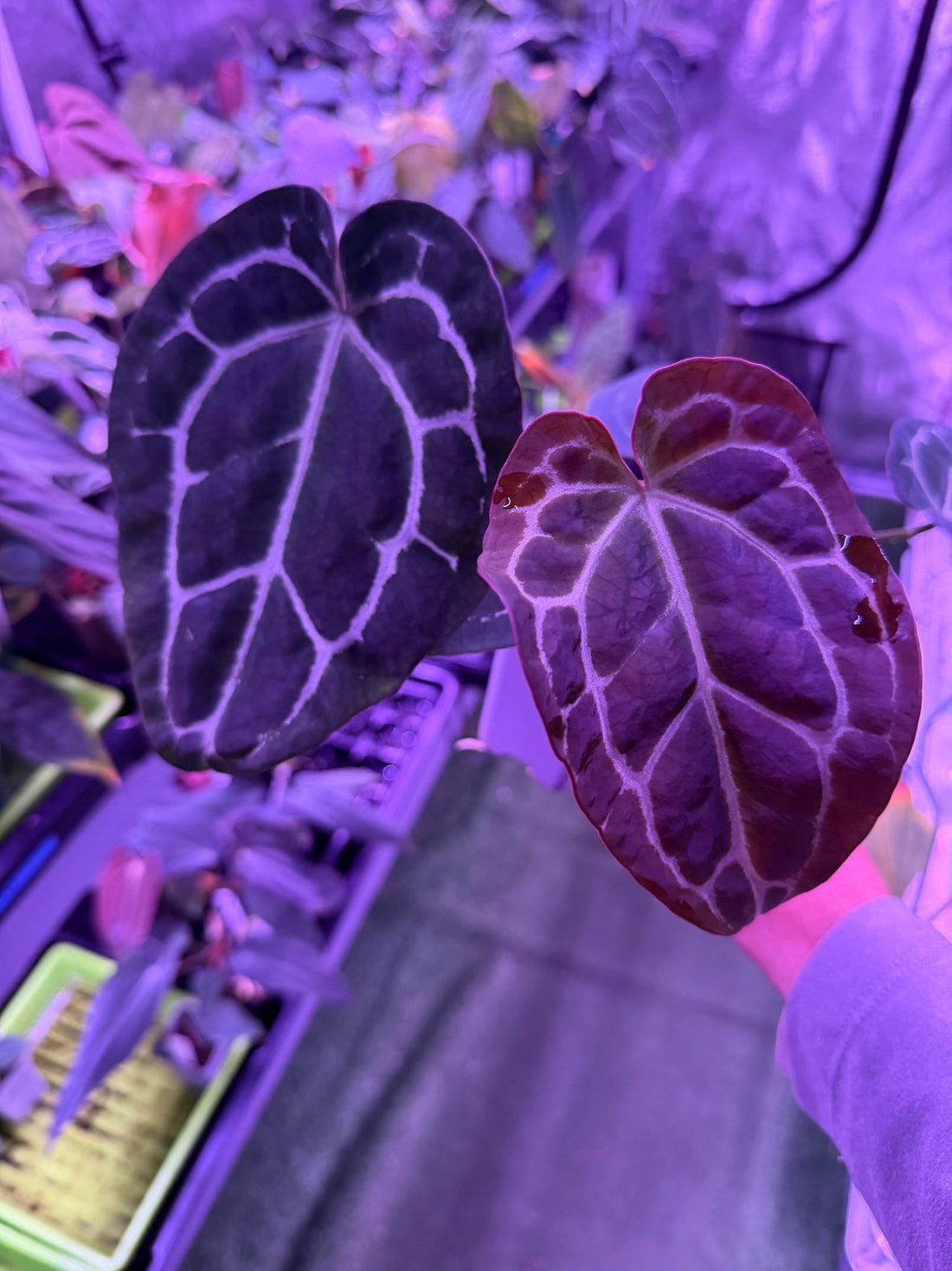 Anthurium Tim Anderson Stripey x Crystallinum Labyrinth—Exact Seedling - Granthuriums