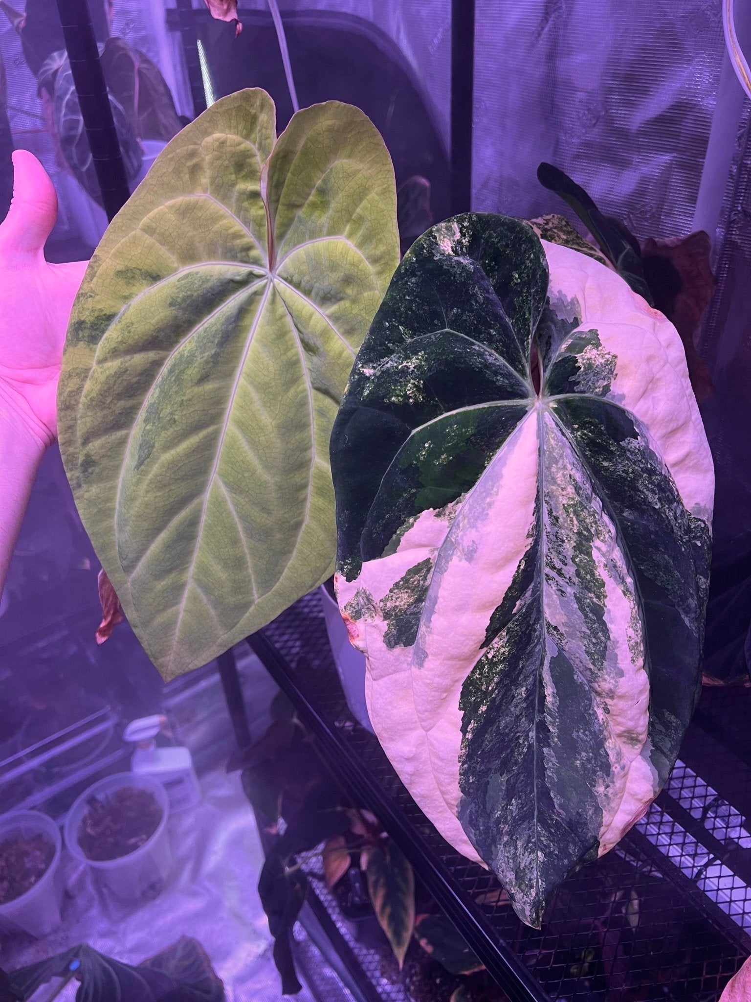 Anthurium Var Papx x Night Dragon—Exact Seedling - Granthuriums