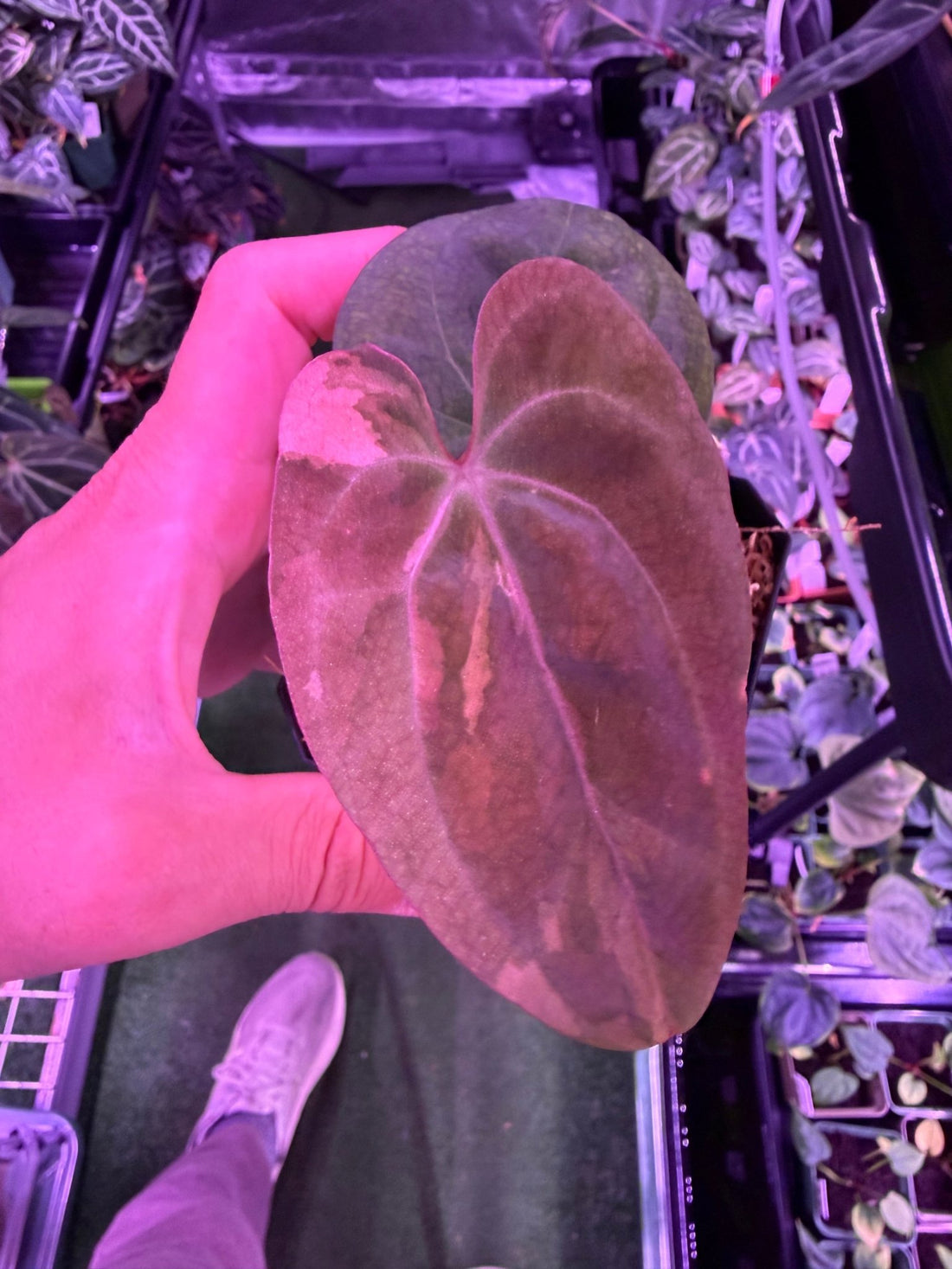 Anthurium Variegated Papx x Dorito 5–Stem Division - Granthuriums