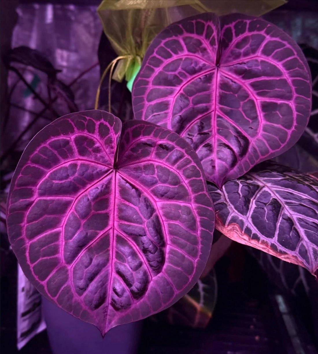 Anthurium (Zara x Tortoise) x Labyrinth - Germinated Seed - Granthuriums