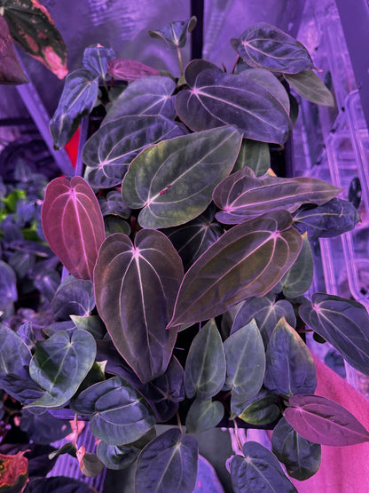 antolakii Dark Star x carla GPH001-Granthuriums