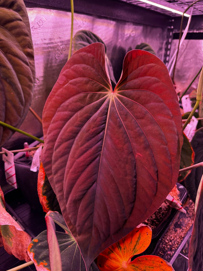 antolakii Dark Star x carla GPH001-Granthuriums