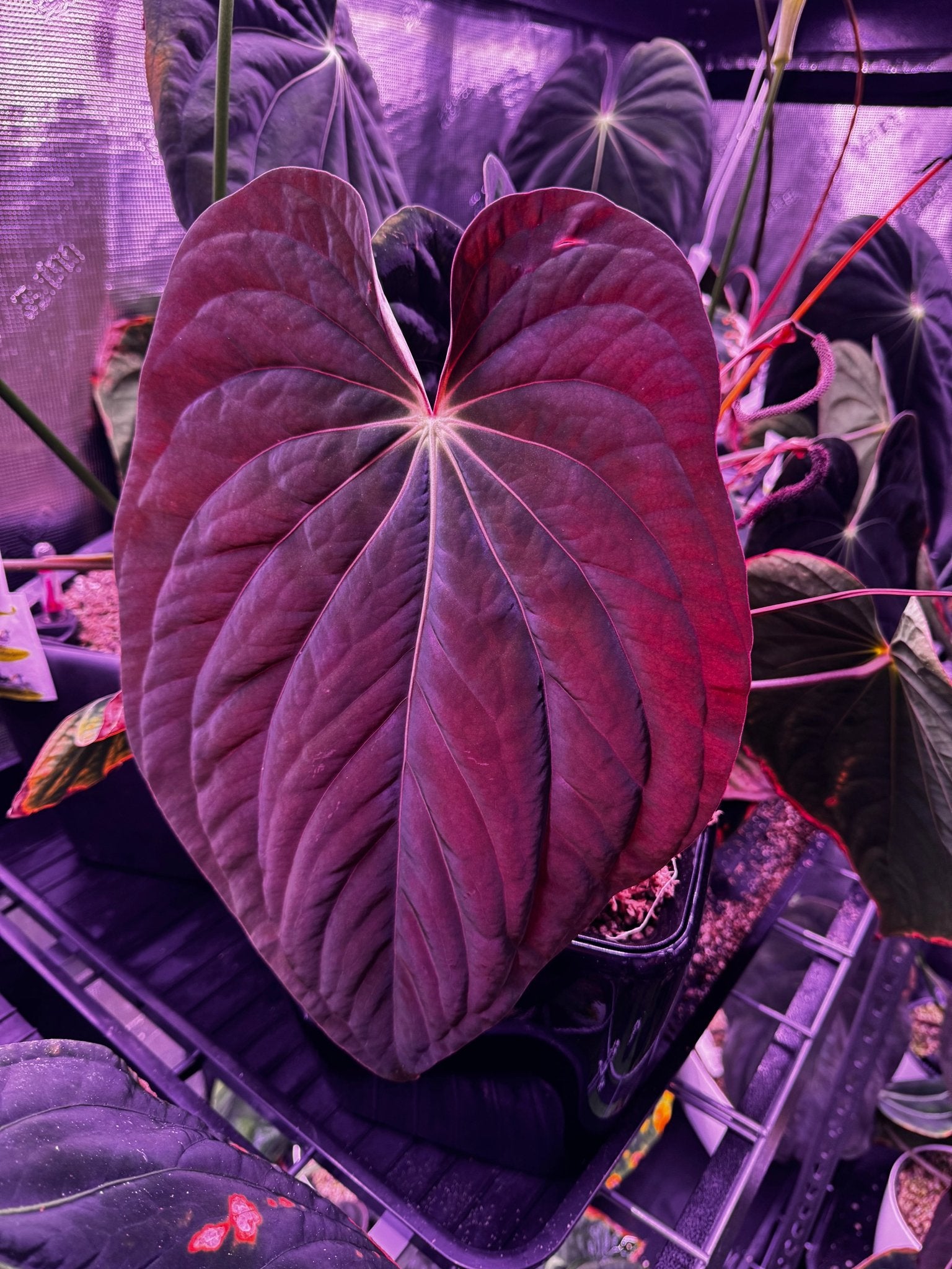 antolakii round x RA1 f2 (round x RA1 #2 x Dark Star)-Granthuriums