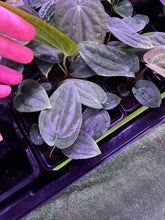 Antolakii RA1 x Dark Star-Granthuriums