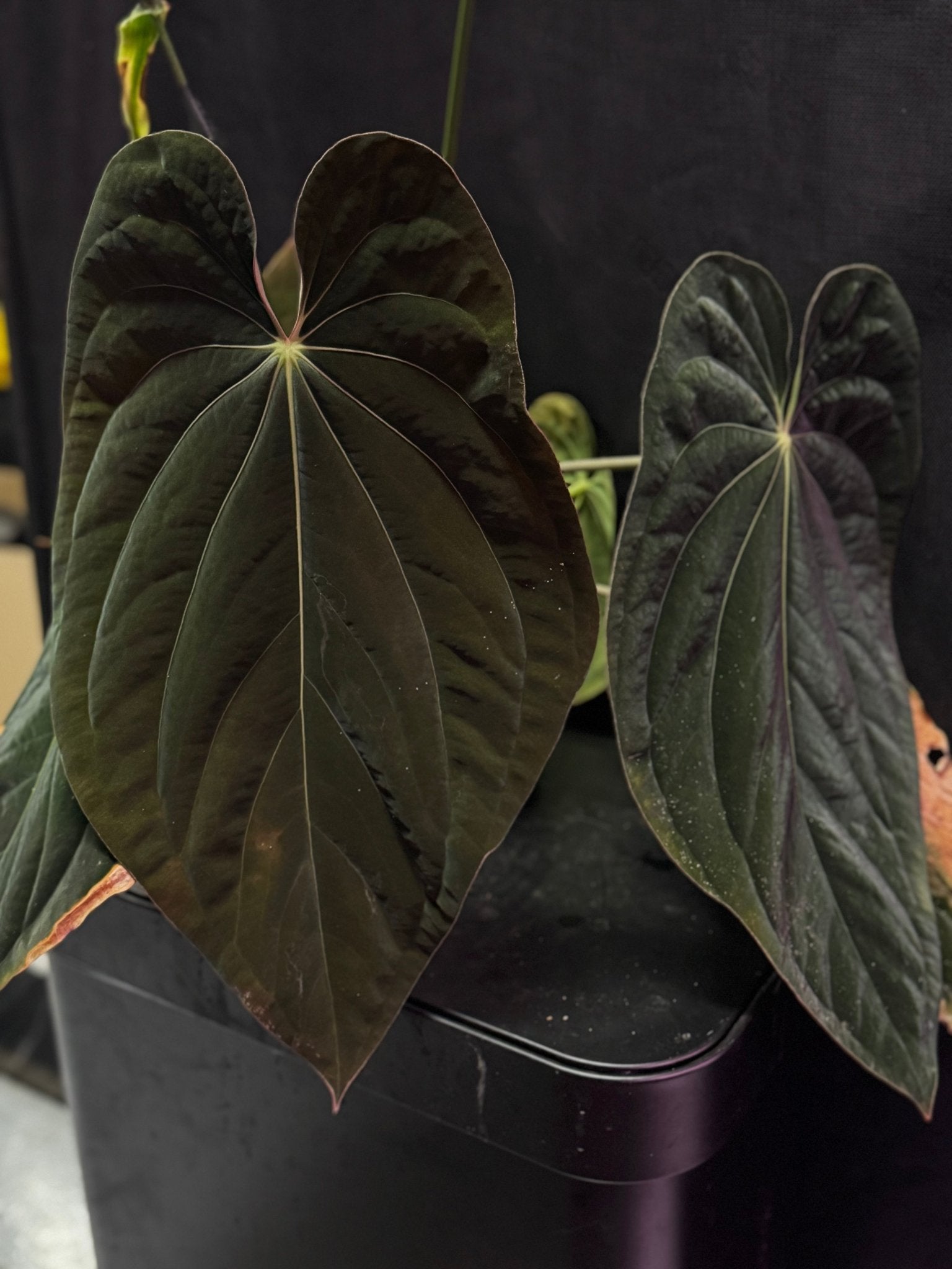 ((Dress x Carla) x splendidum) x antolakii RA1 germinated seeds-Granthuriums