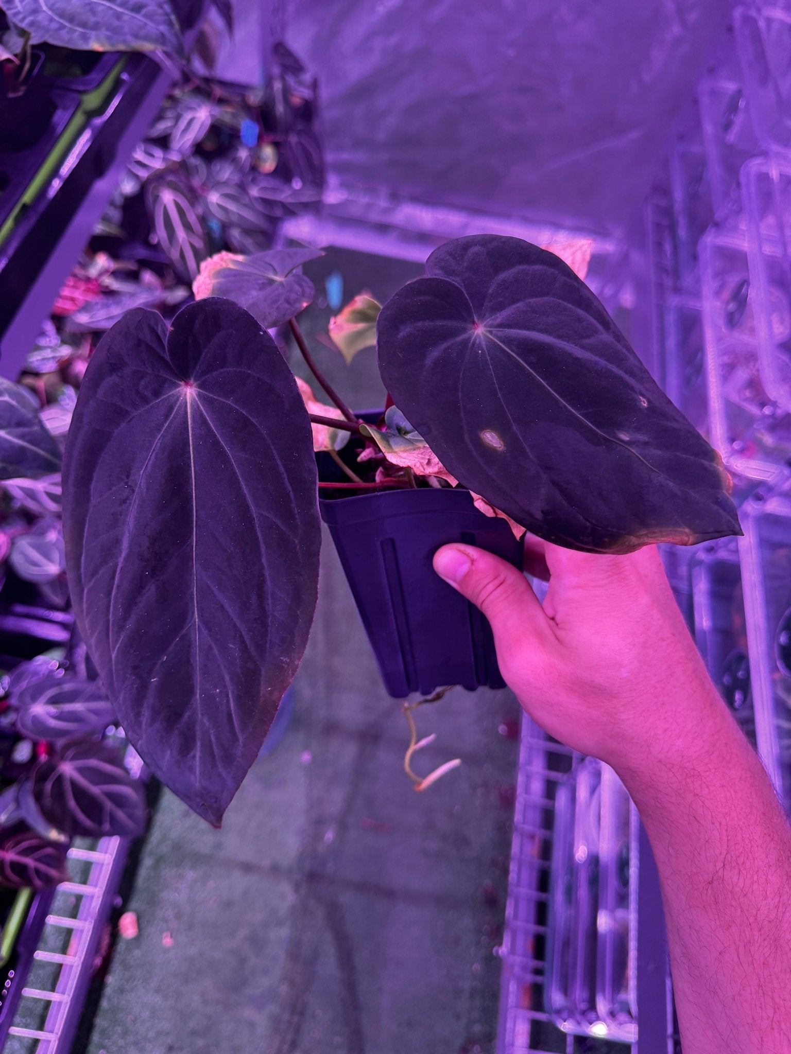 antolakii RF1 x Dark Star Exact plants - Granthuriums