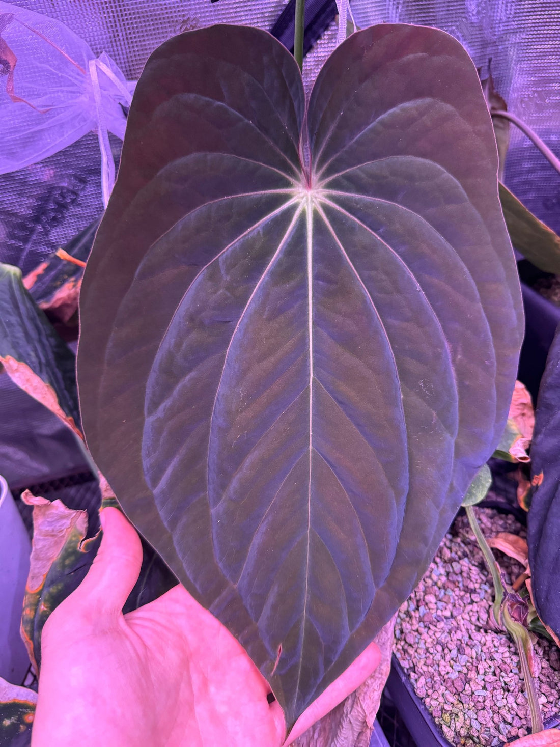 antolakii RF1 x Dark Star seedlings-Granthuriums