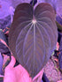 antolakii RF1 x Dark Star seedlings-Granthuriums