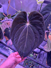 antolakii RF1 x Dark Star seedlings-Granthuriums