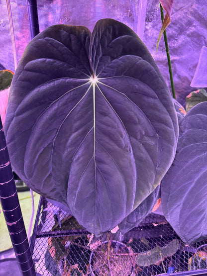antolakii RF2 x debile germinated seeds-Granthuriums