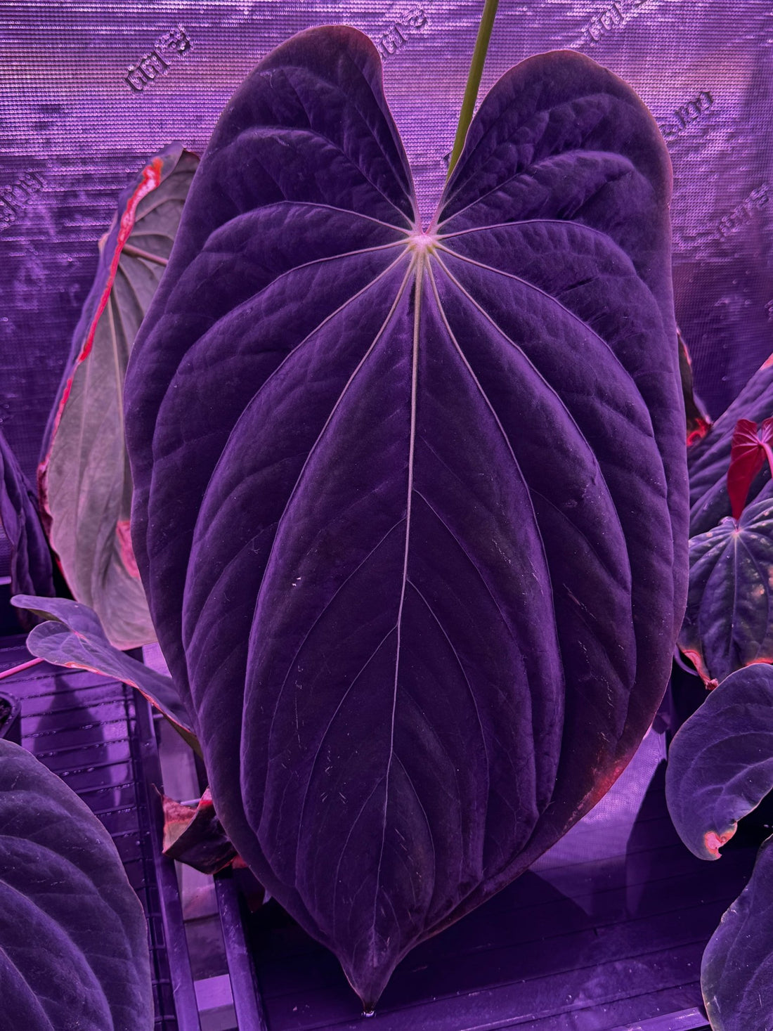 Antolakii round x RA1