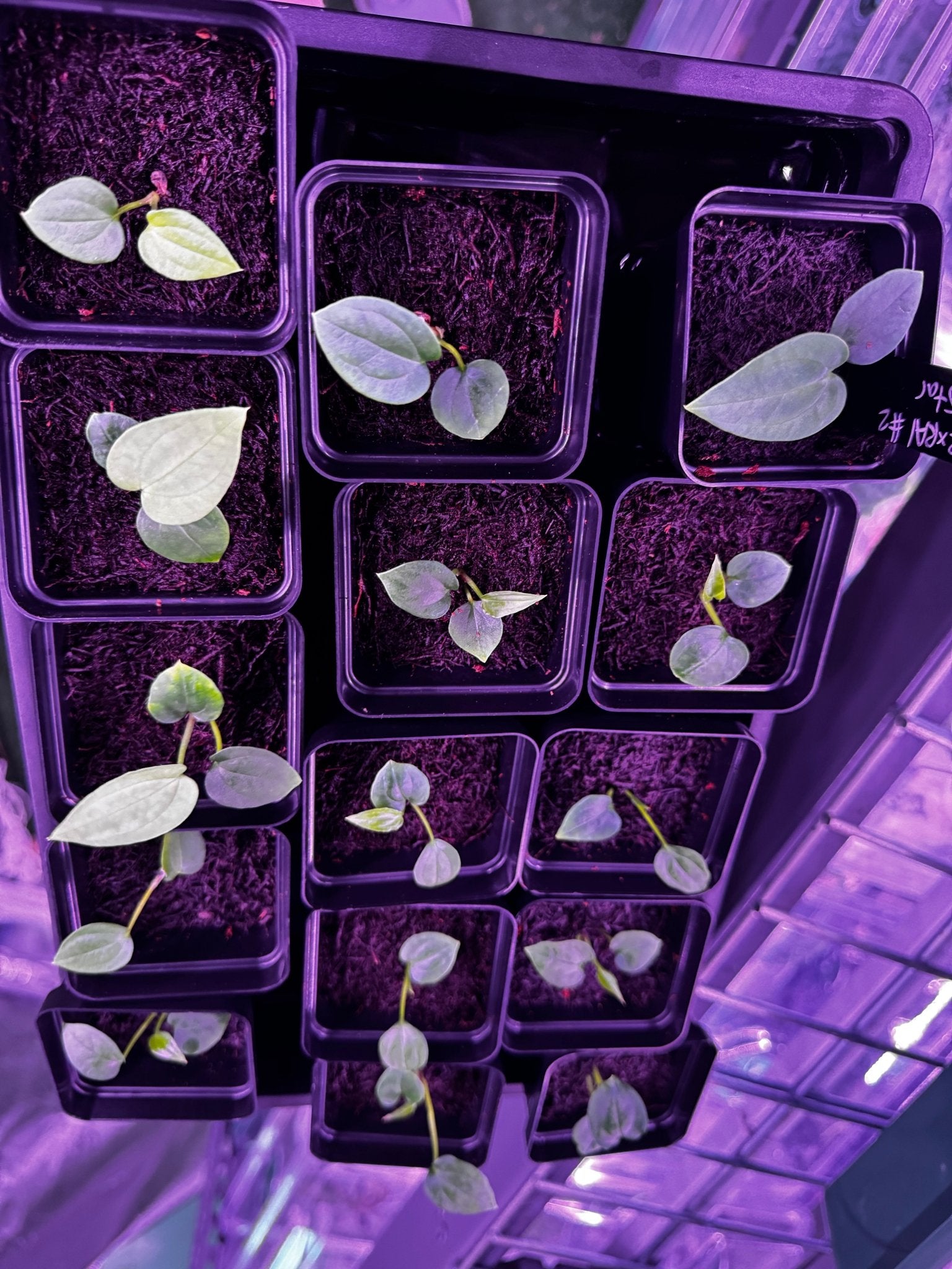 antolakii round x RA1 f2 (round x RA1 #2 x Dark Star) - Granthuriums