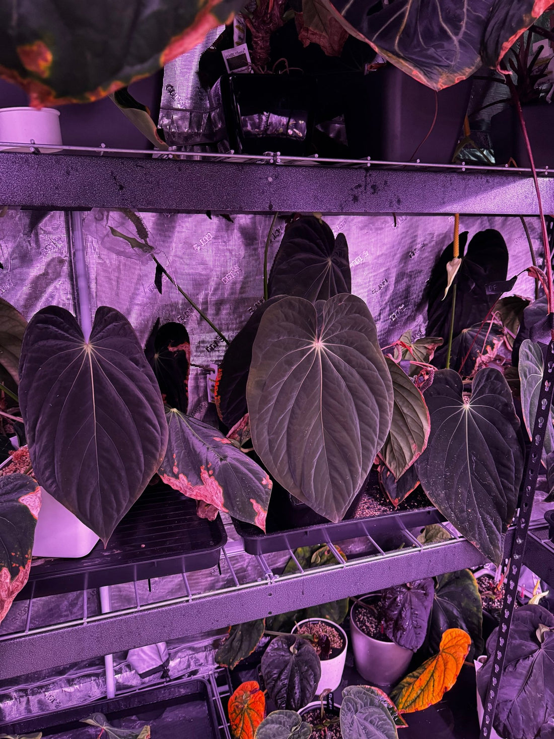 antolakii round x RA1 f2 (round x RA1