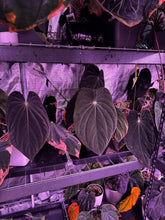 antolakii round x RA1 f2 (round x RA1 