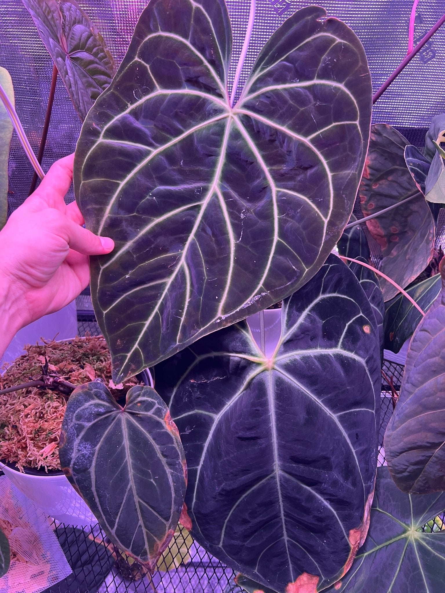 Besseae aff Black x Heinz Anthurium Seeds | Granthuriums