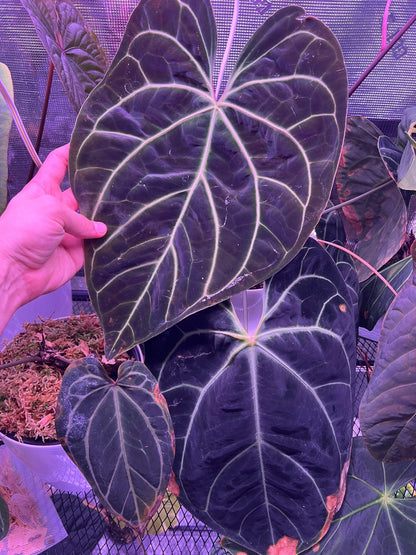 Besseae aff Black Granthuriums