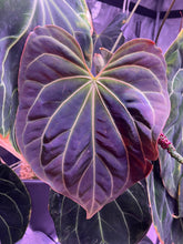 besseae aff spider-Granthuriums