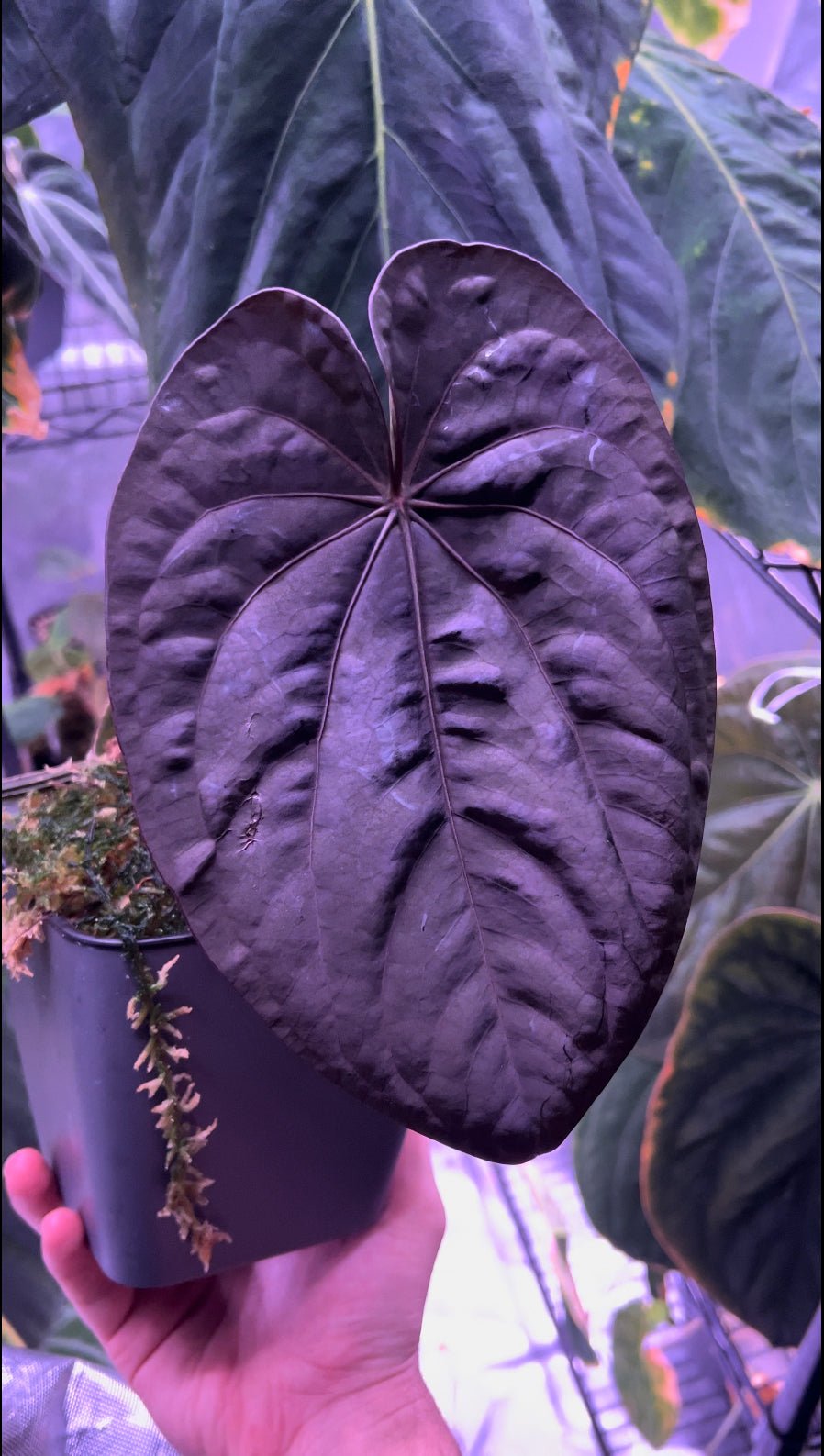 “Black” dressleri x RG dressleri F2 dark clone exact plant - Granthuriums