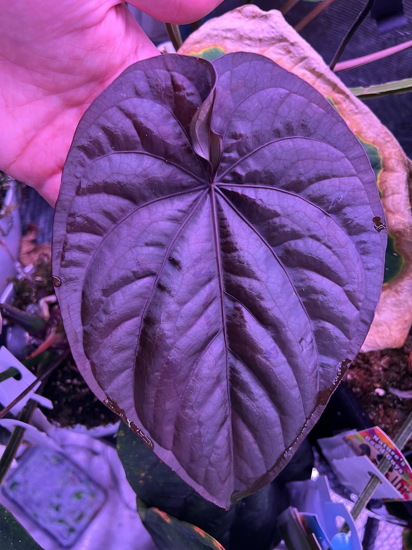 “Black” dressleri x RG dressleri F2 dark clone exact plant - Granthuriums