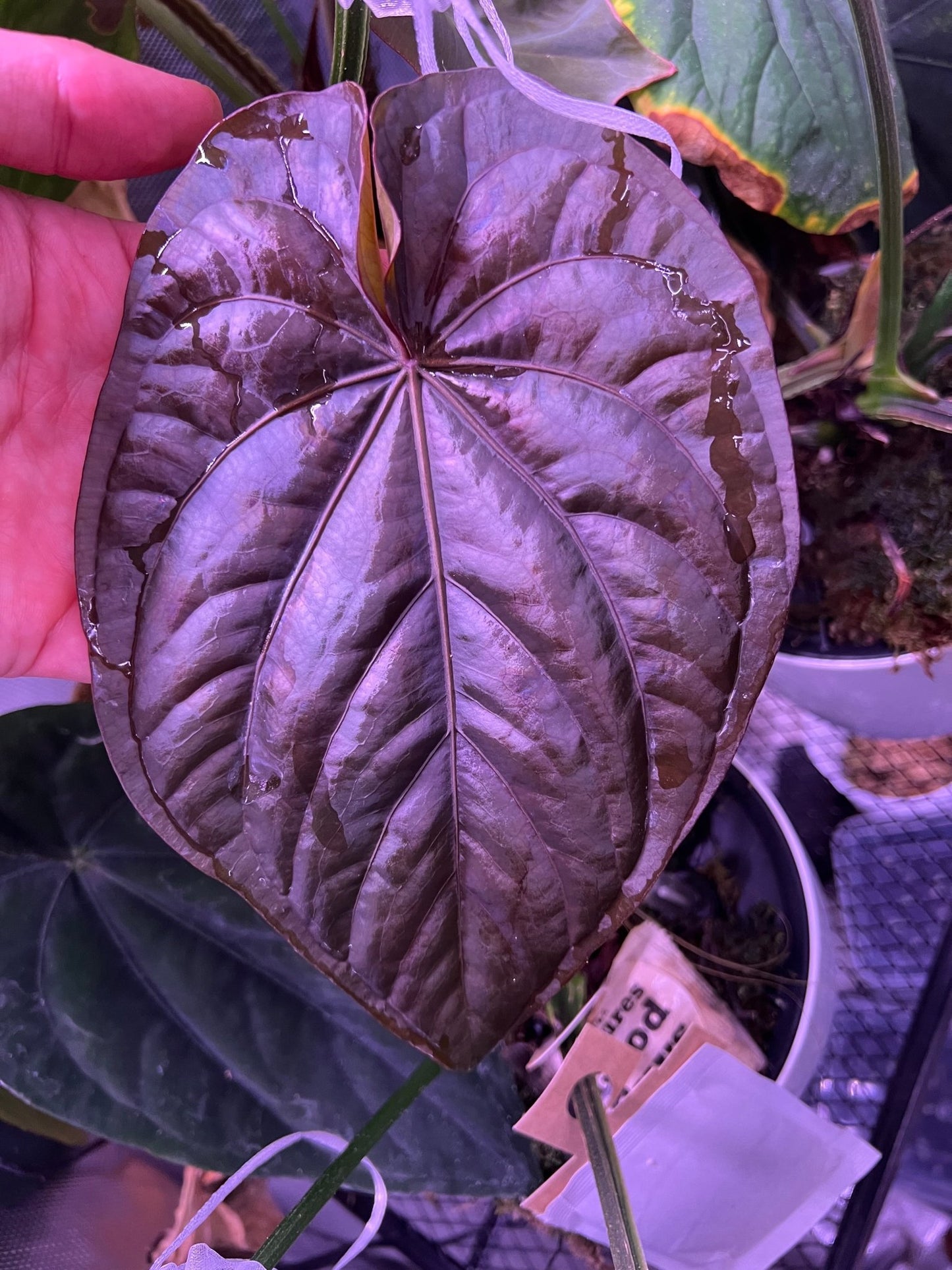 “Black” dressleri x RG dressleri F2 dark clone exact plant - Granthuriums