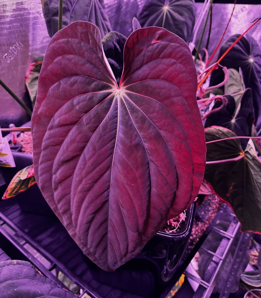 Bvep Dark Star x Self germinated seed - Granthuriums