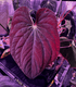 Bvep Dark Star x Self germinated seed - Granthuriums