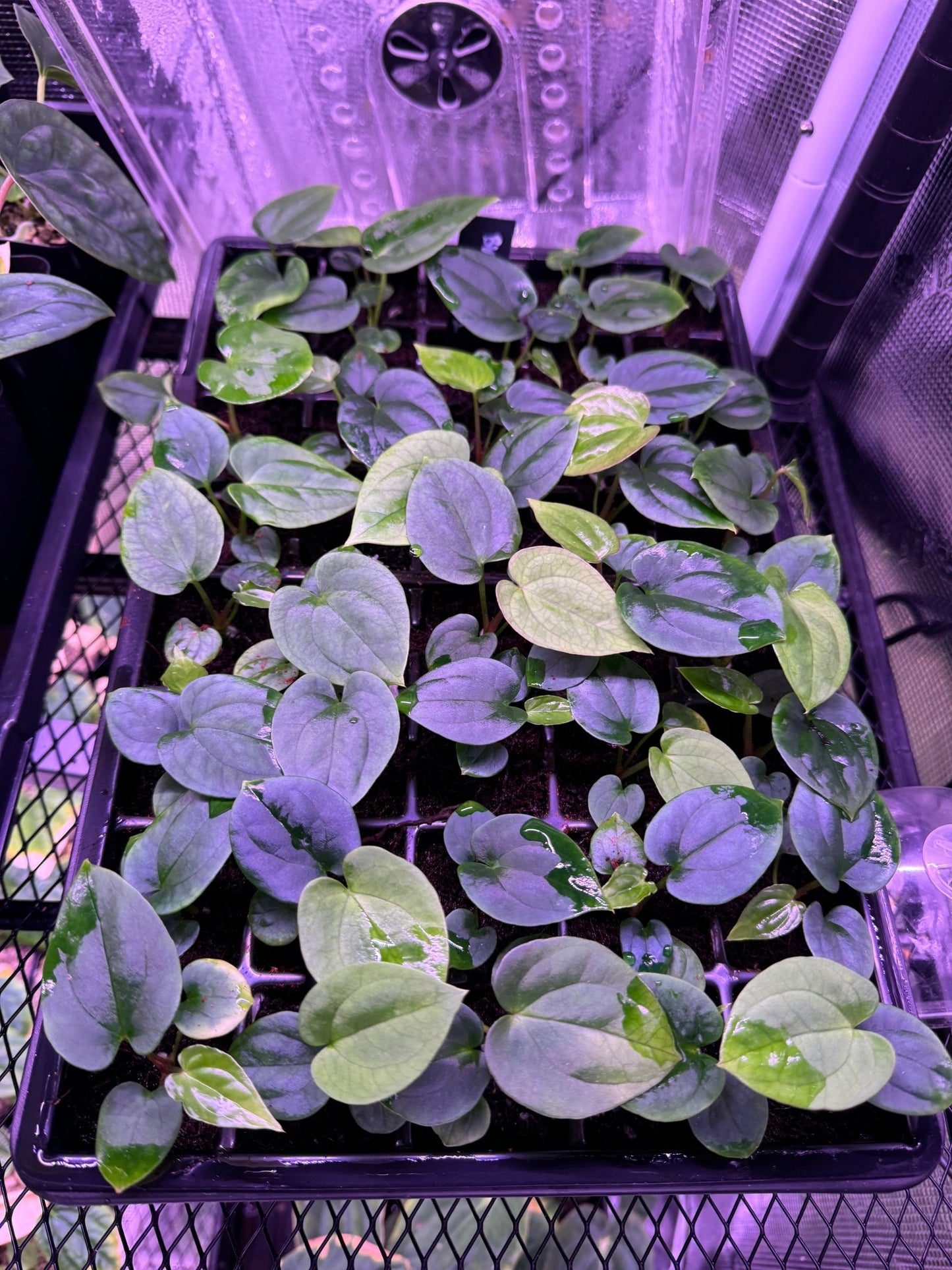 BVEP round x Felix f2 Batch 2 exact plants - Granthuriums