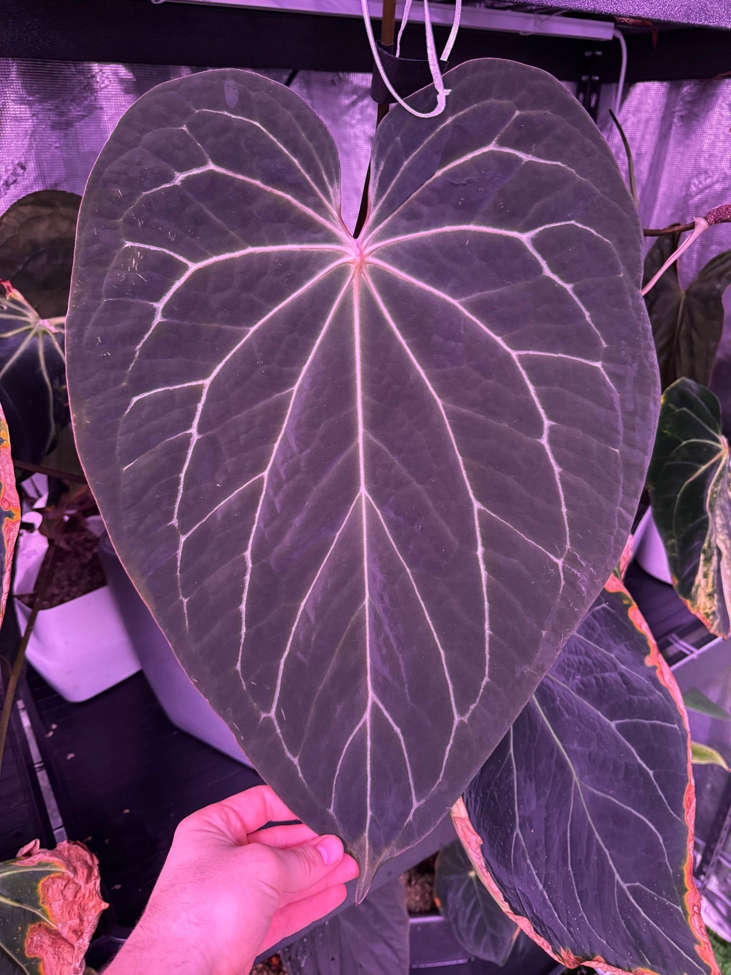 thai ruby anthurium BWM x TA Stripey Anthurium Germinated Seeds