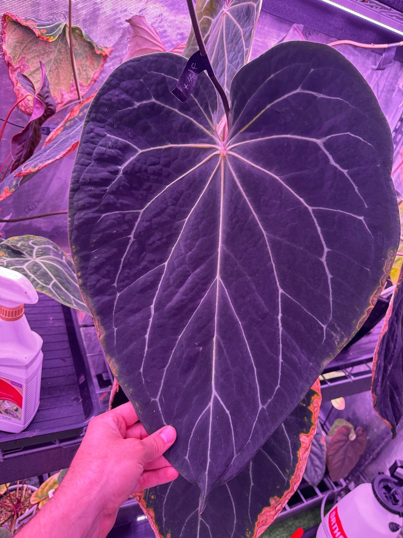 NSE Bench GPH x Tim Anderson Stripey Anthurium Seedling | Granthuriums