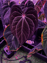 Carla Amanda x Tim Anderson Stripey seedling-Granthuriums