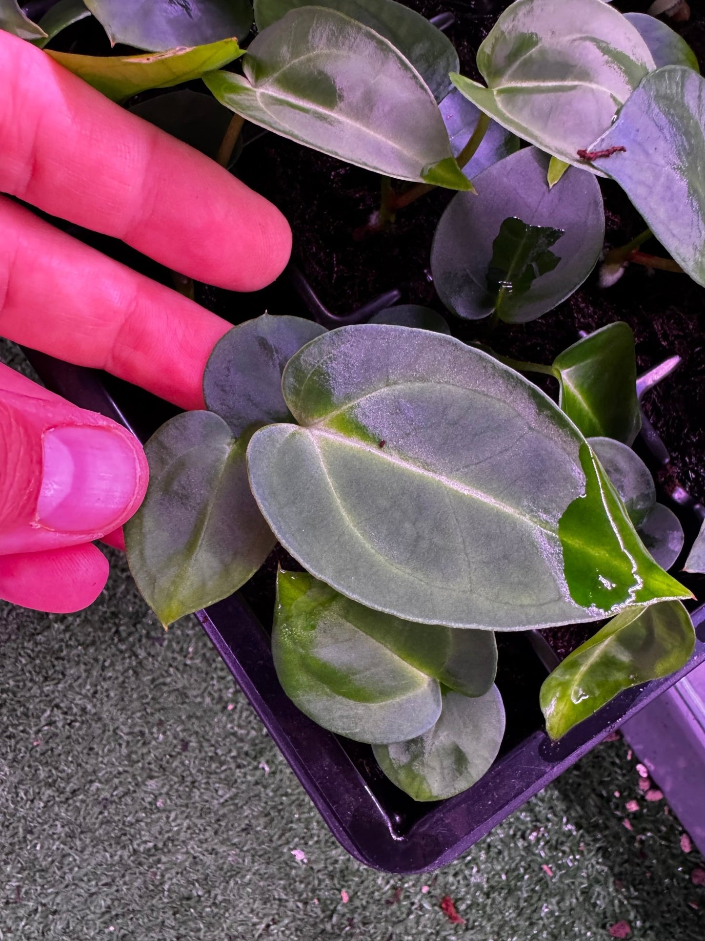 Carla Amanda x Tim Anderson Stripey seedling - Granthuriums