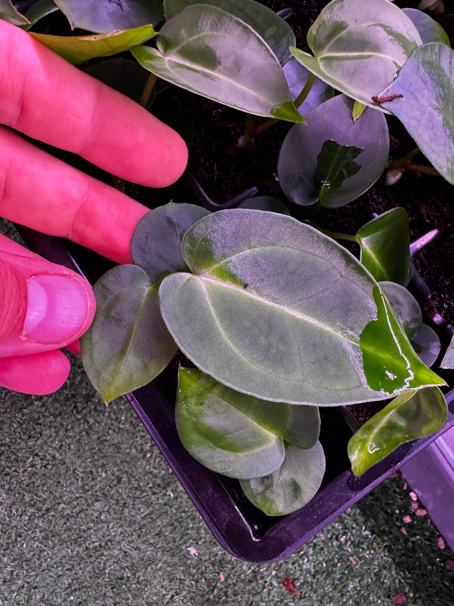 Carla Amanda x Tim Anderson Stripey seedling - Granthuriums