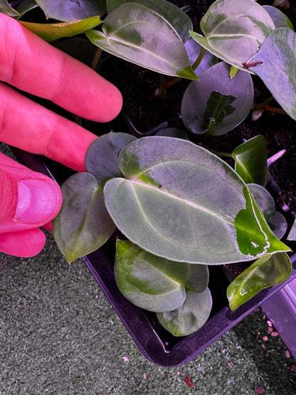 Carla Amanda x Tim Anderson Stripey seedling-Granthuriums