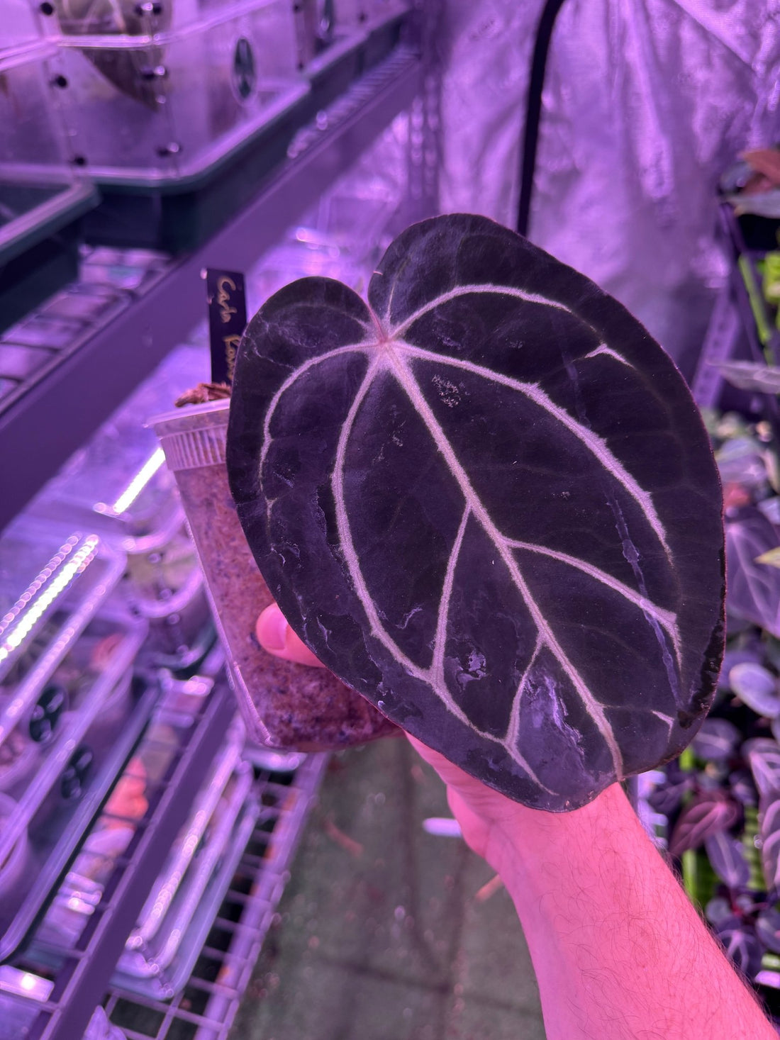 Carla round clone large-Granthuriums