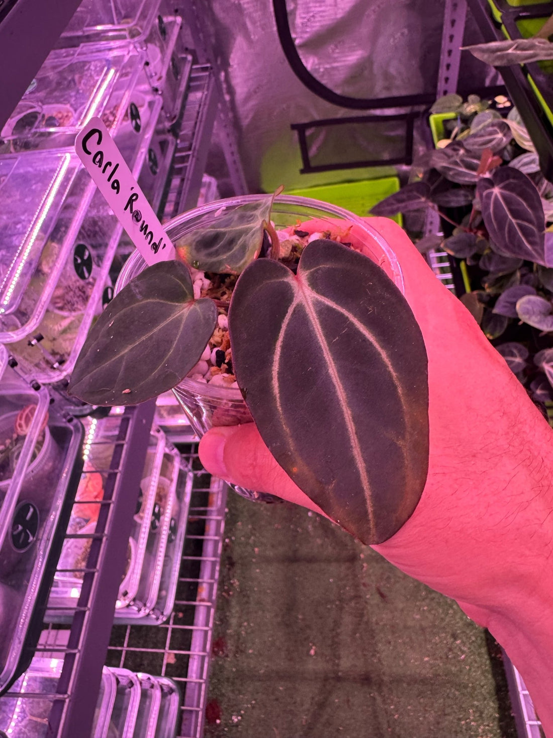 Carla round clone small-Granthuriums