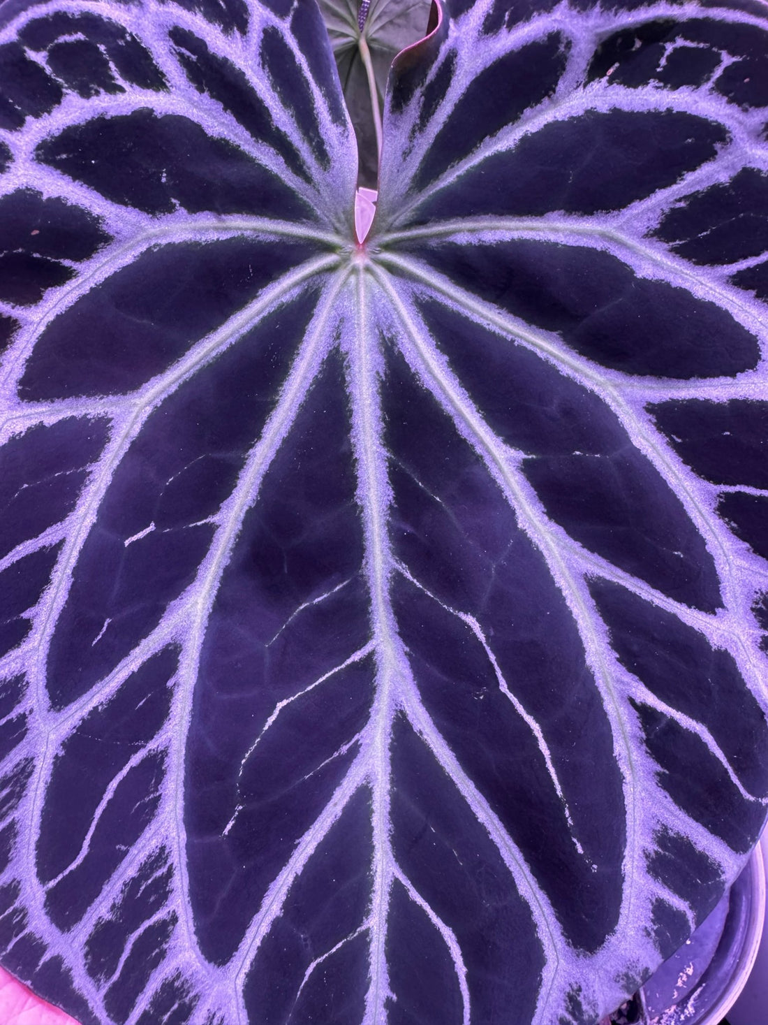 Besseae aff Black x Heinz-Granthuriums