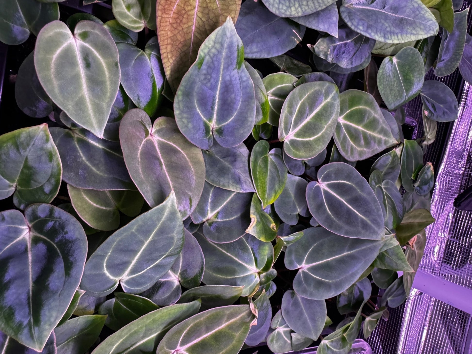 (Carla round x GPH001 #3) x besseae aff Black seedlings-Granthuriums