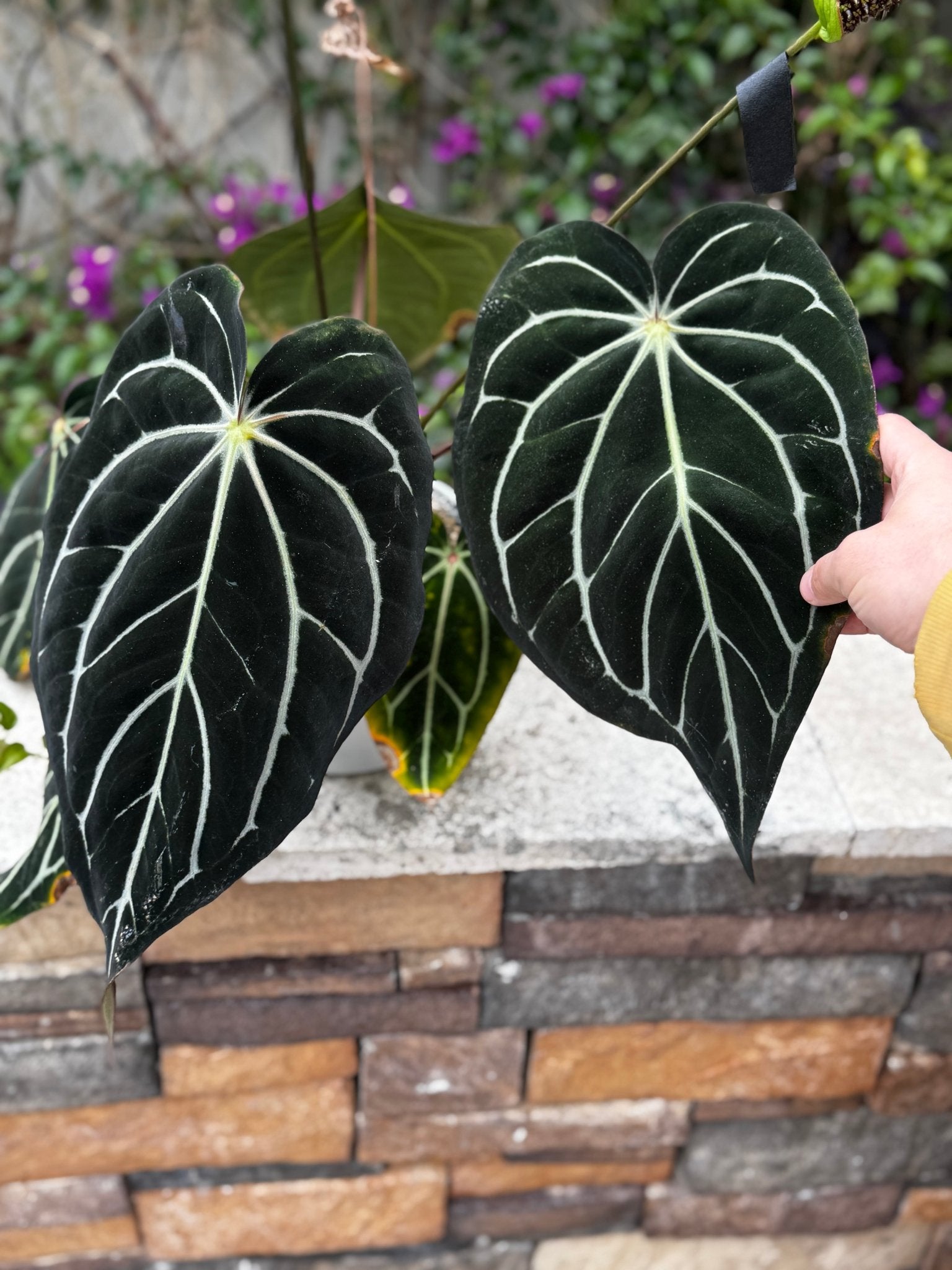 (Carla round x GPH001 #3) x besseae aff Black seedlings-Granthuriums