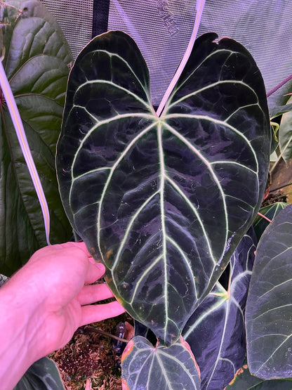 anthurium magnificum x besseae aff Besseae aff Black x Heinz Anthurium — Germinated Seeds