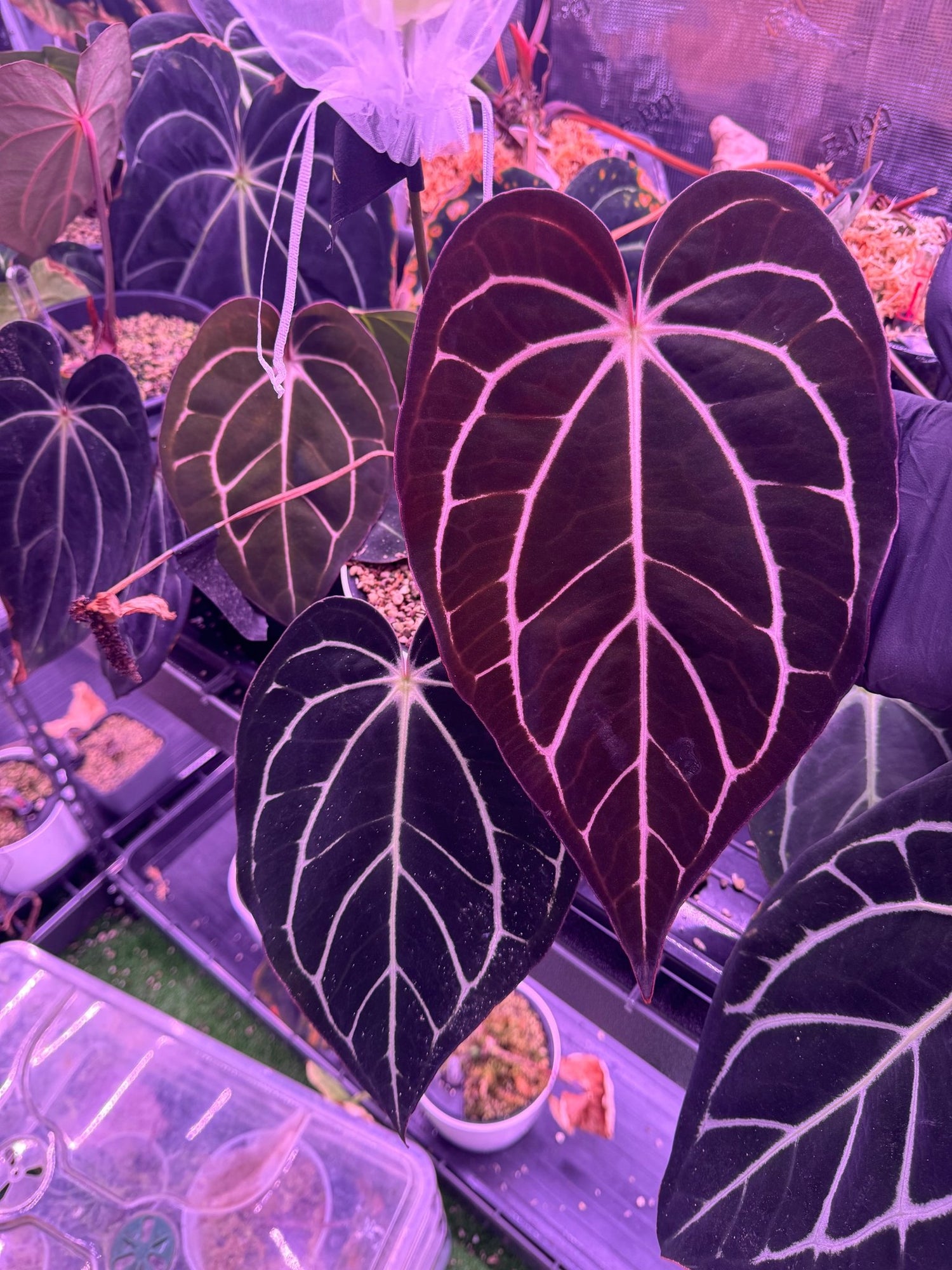 Carla round x gph001 F2 batch 1-Granthuriums