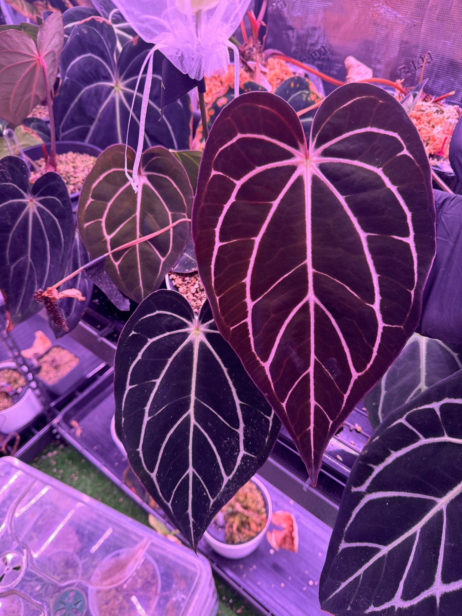 Carla round x gph001 F2 batch 1-Granthuriums