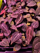 Carla round x gph001 F2 batch 1-Granthuriums