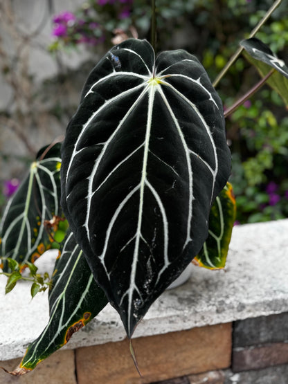 anthurium clarinervium x faustino's giant Anthurium (Carlablackiae Round x GPH001) x King of Clarinervium—Sprout – Granthuriums