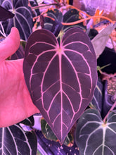 Carla round x gph001 F2 batch 1-Granthuriums