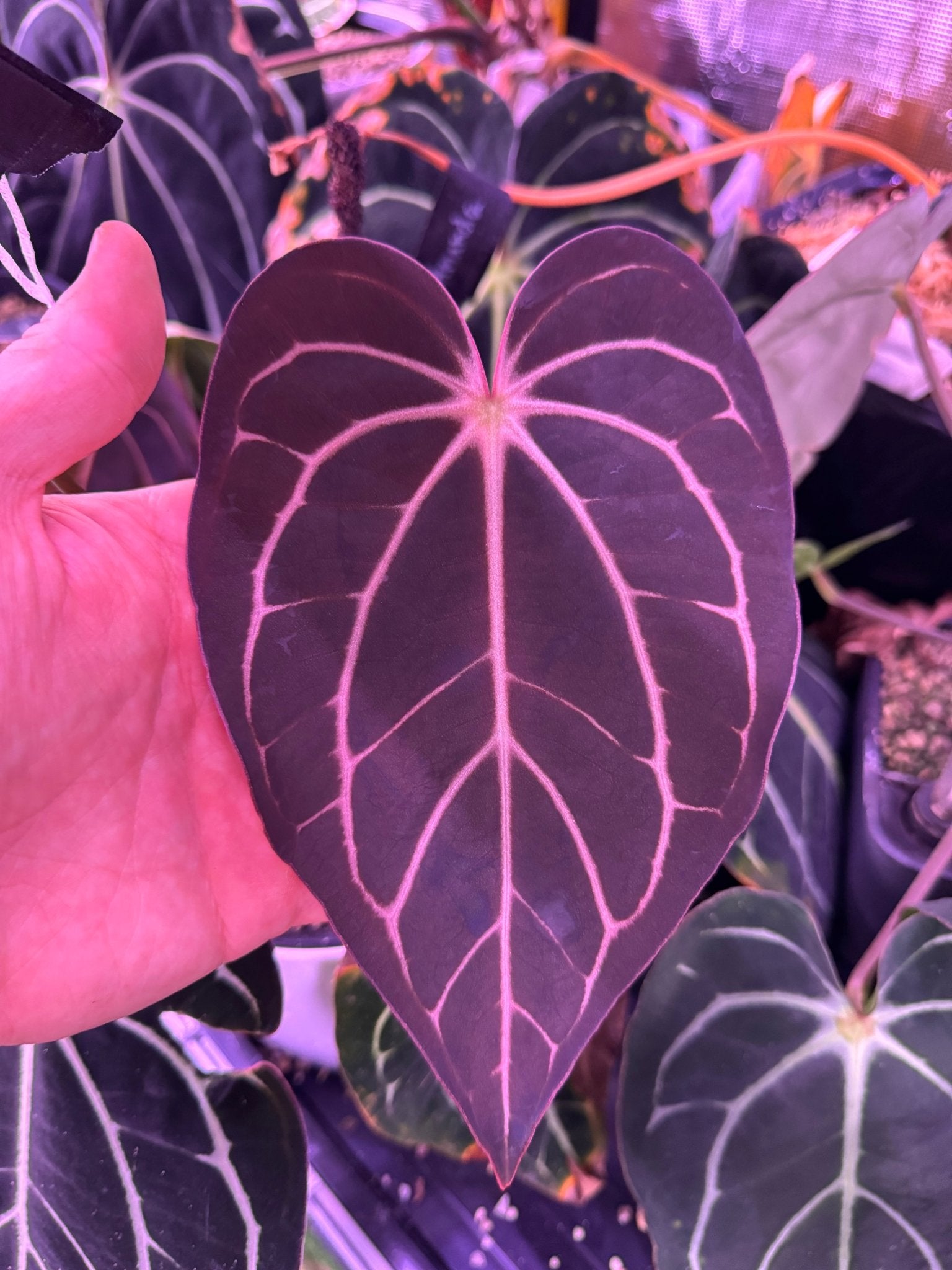 Carla round x gph001 F2 batch 1-Granthuriums