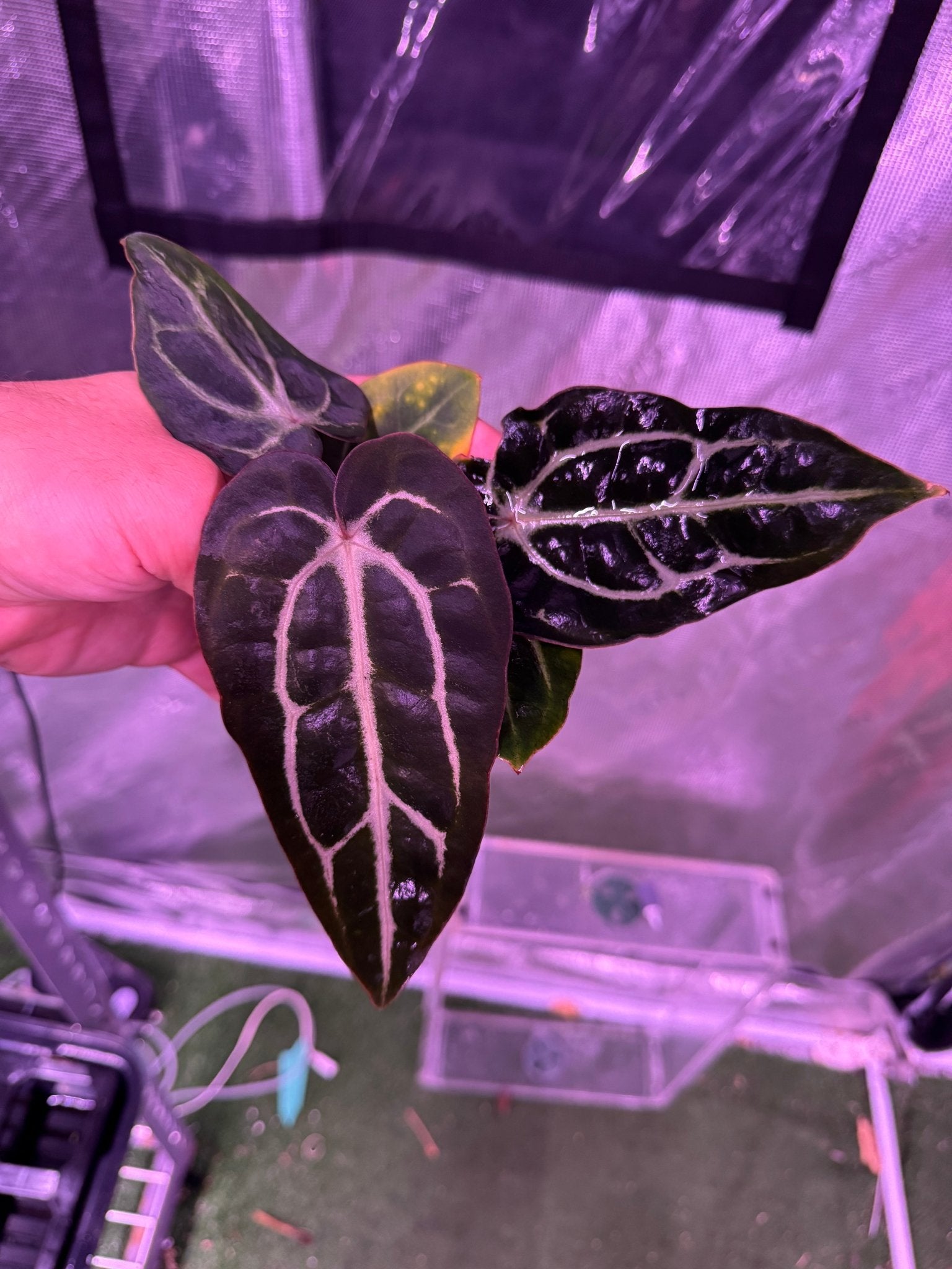 Carla round x gph001 F2 batch 1 exact plant-Granthuriums